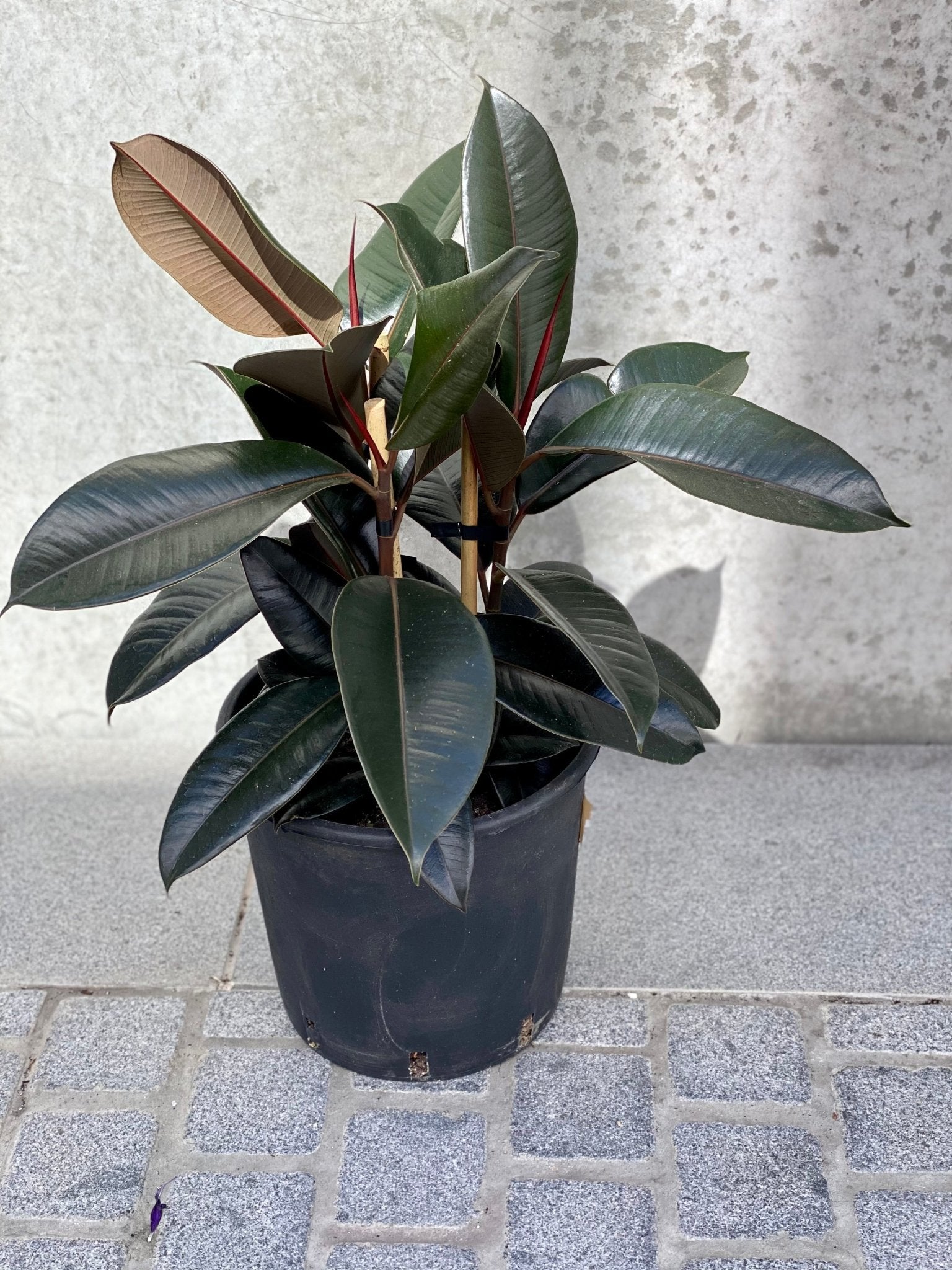 Rubber Tree - The Green Room Flower Company