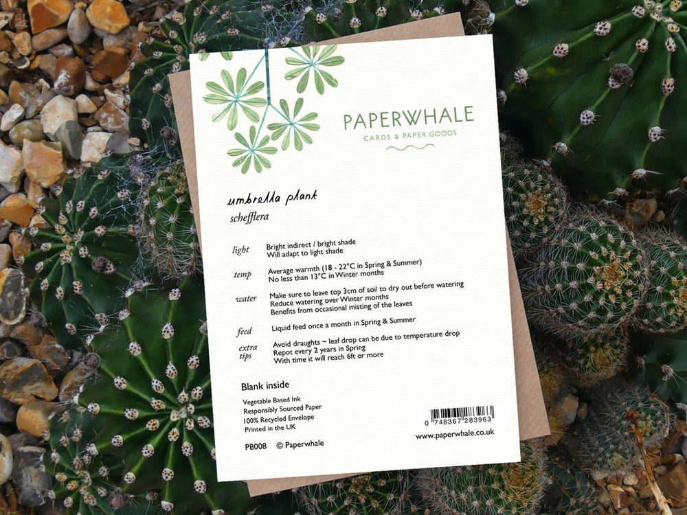 Umbrella Plant - Greeting Card - The Green Room Flower Company