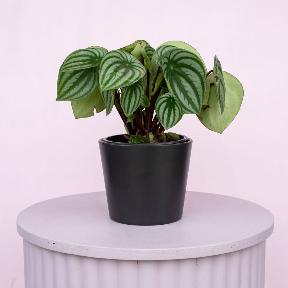 Watermelon Peperomia - The Green Room Flower Company