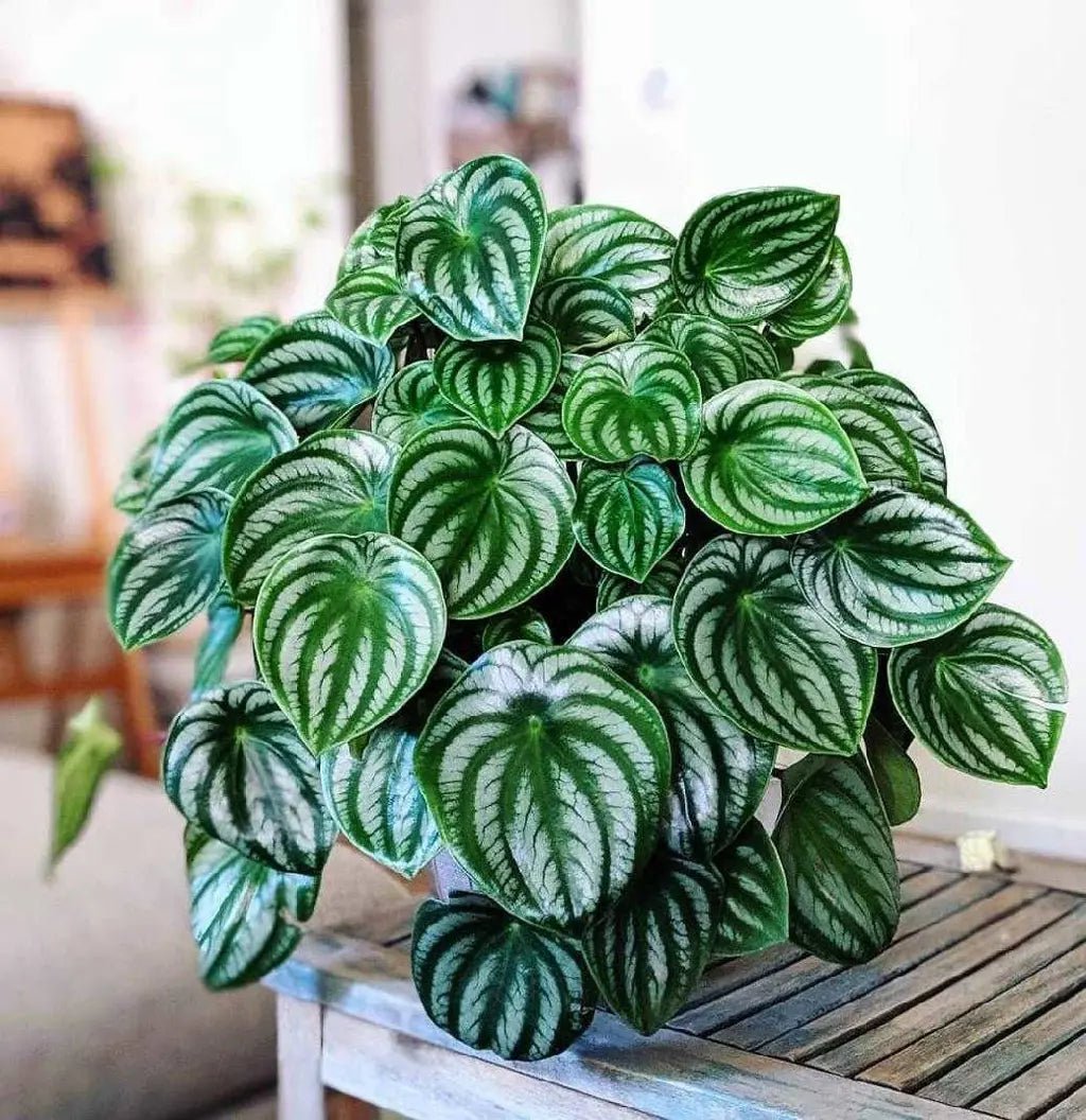 Watermelon Peperomia - The Green Room Flower Company