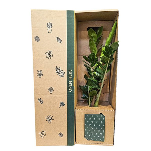 Zamioculcas ZZ Green - The Green Room Flower Company