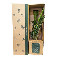 Zamioculcas ZZ Green - The Green Room Flower Company