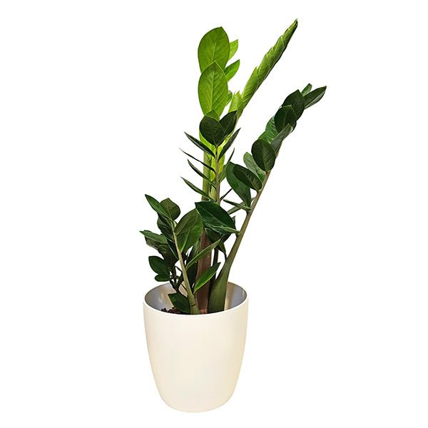 Zamioculcas ZZ Green - The Green Room Flower Company