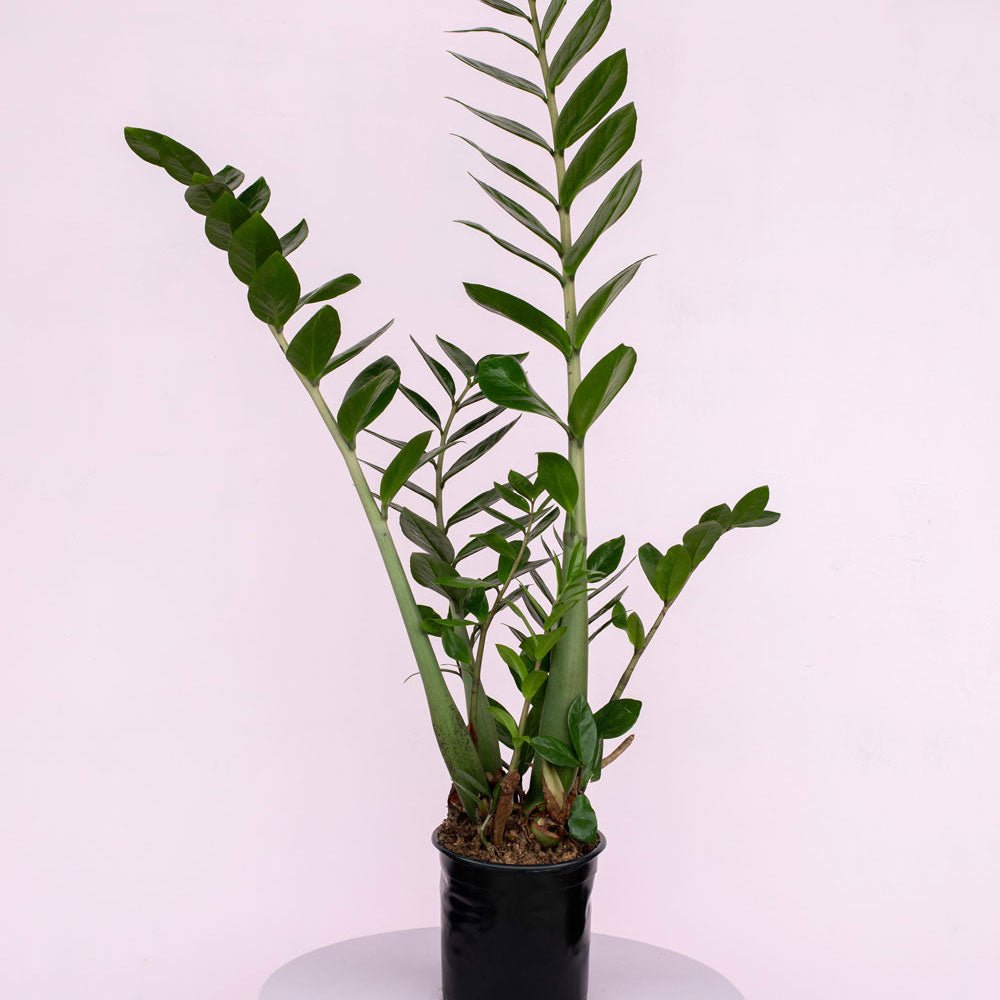 Zamioculcas - ZZ Plant - The Green Room Flower Company