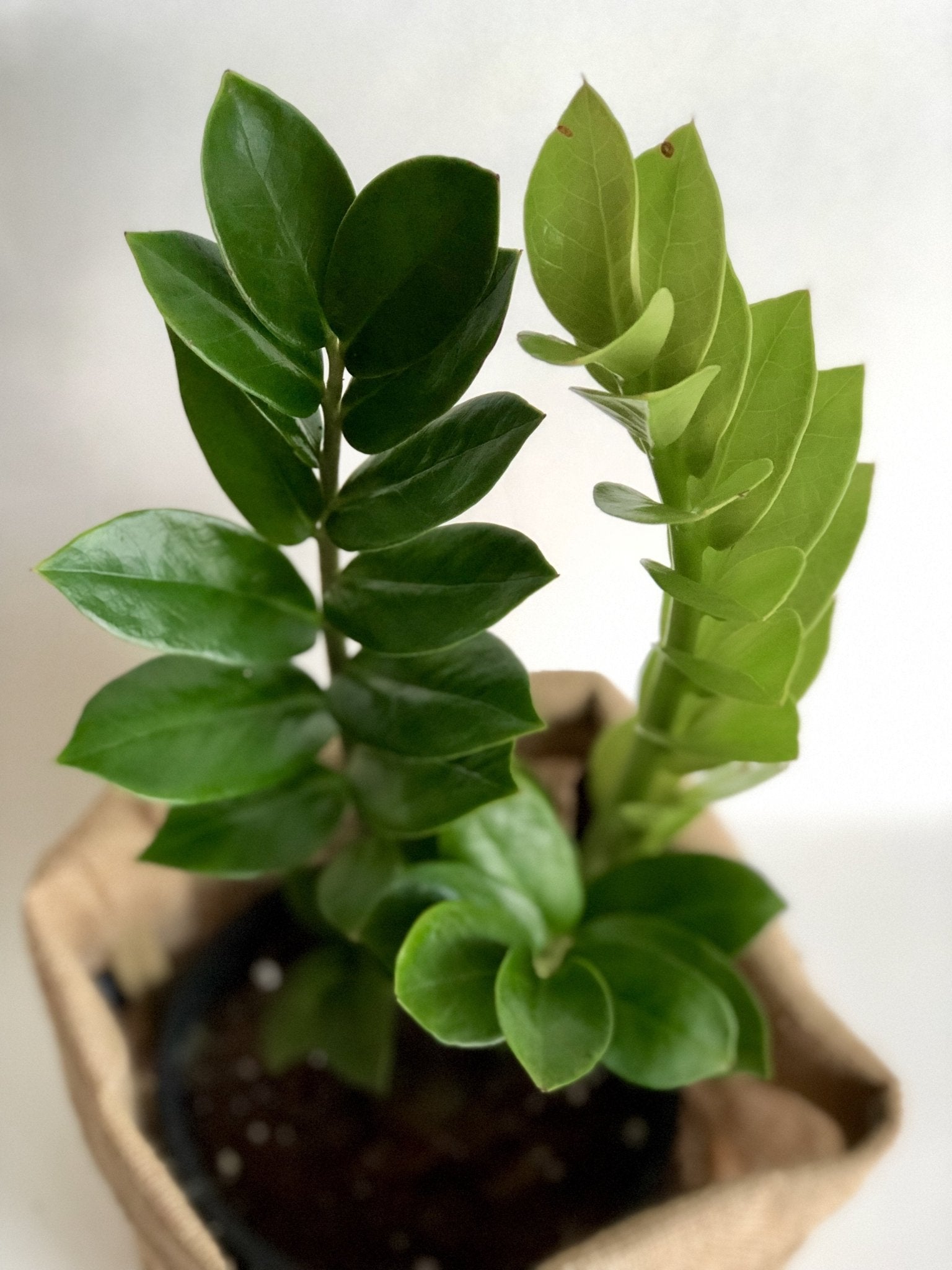 Zamioculcas - ZZ Plant - The Green Room Flower Company