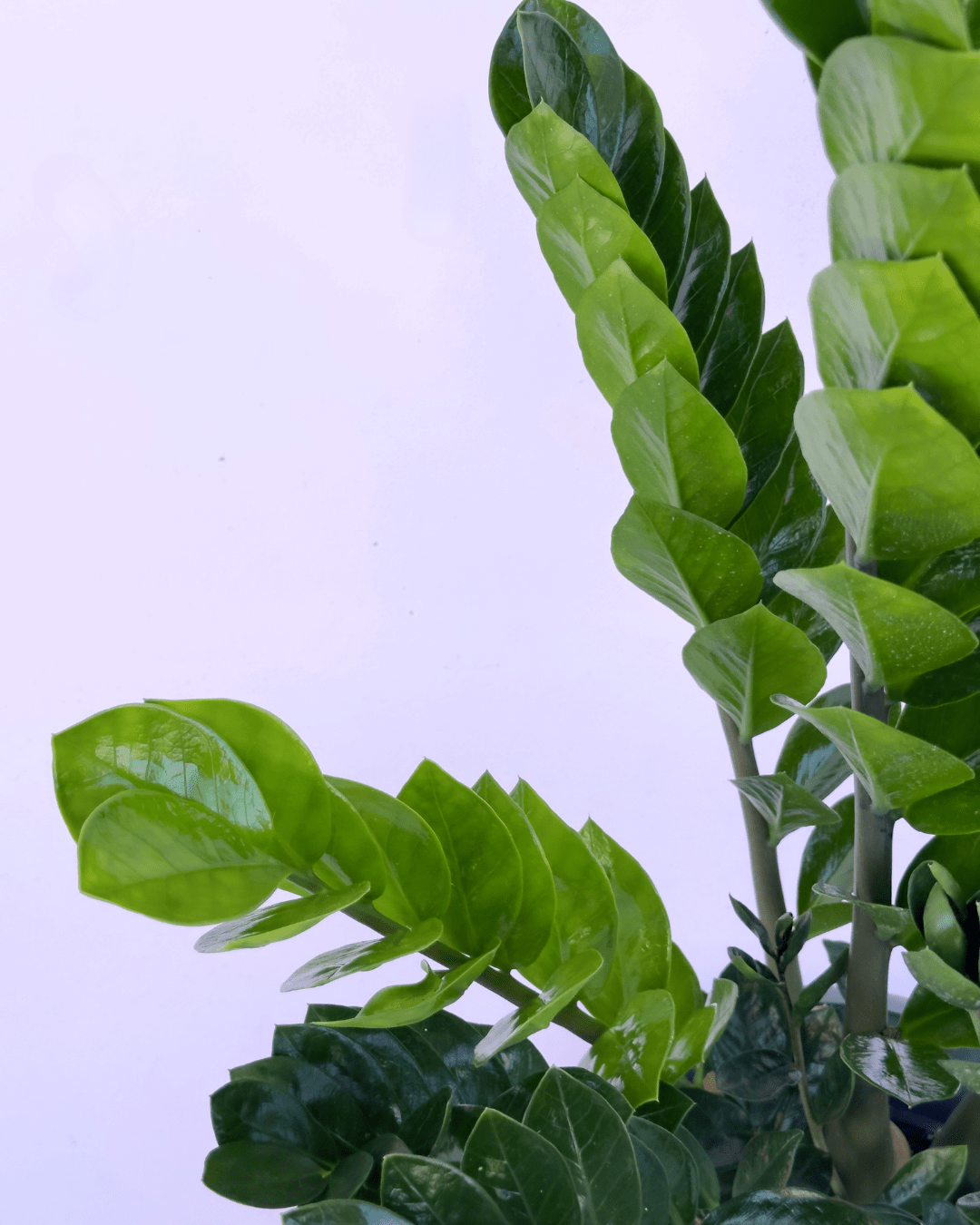 Zamioculcas - ZZ Plant - The Green Room Flower Company