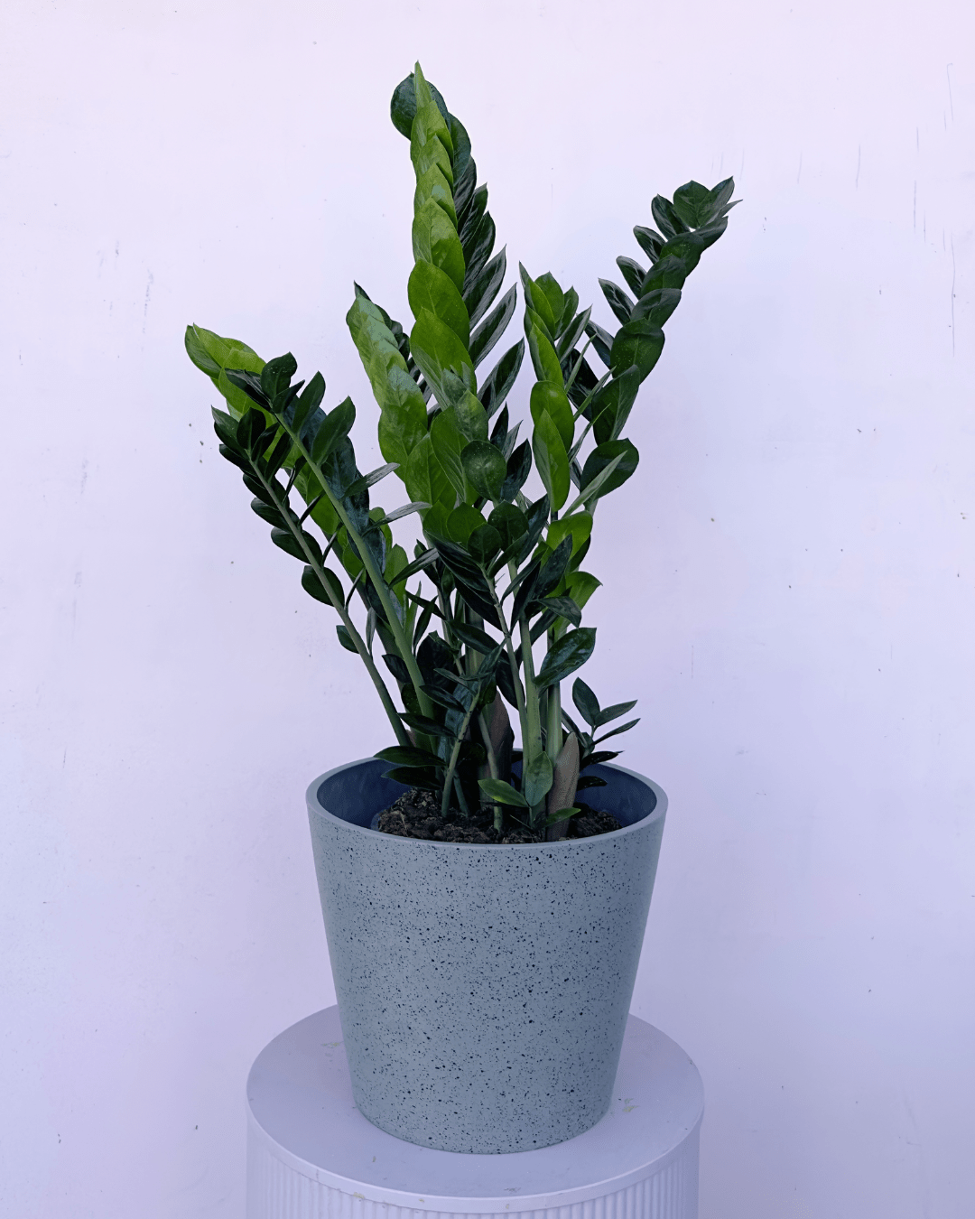 Zamioculcas - ZZ Plant - The Green Room Flower Company