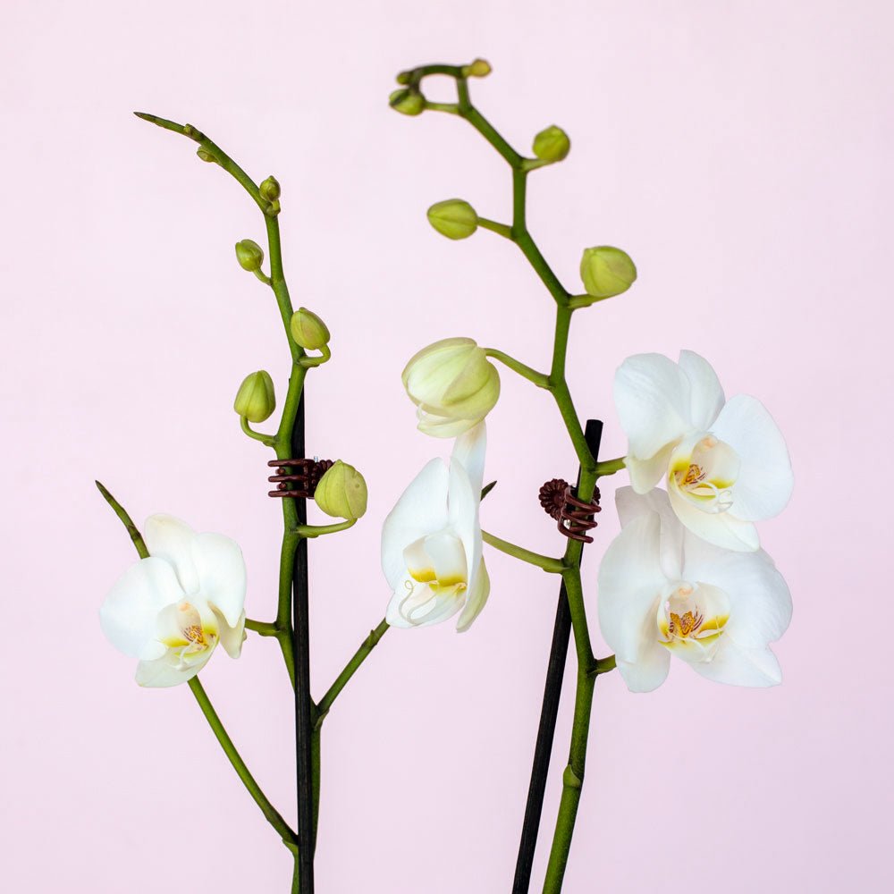 Phalaenopsis Orchid - The Green Room Flower Company