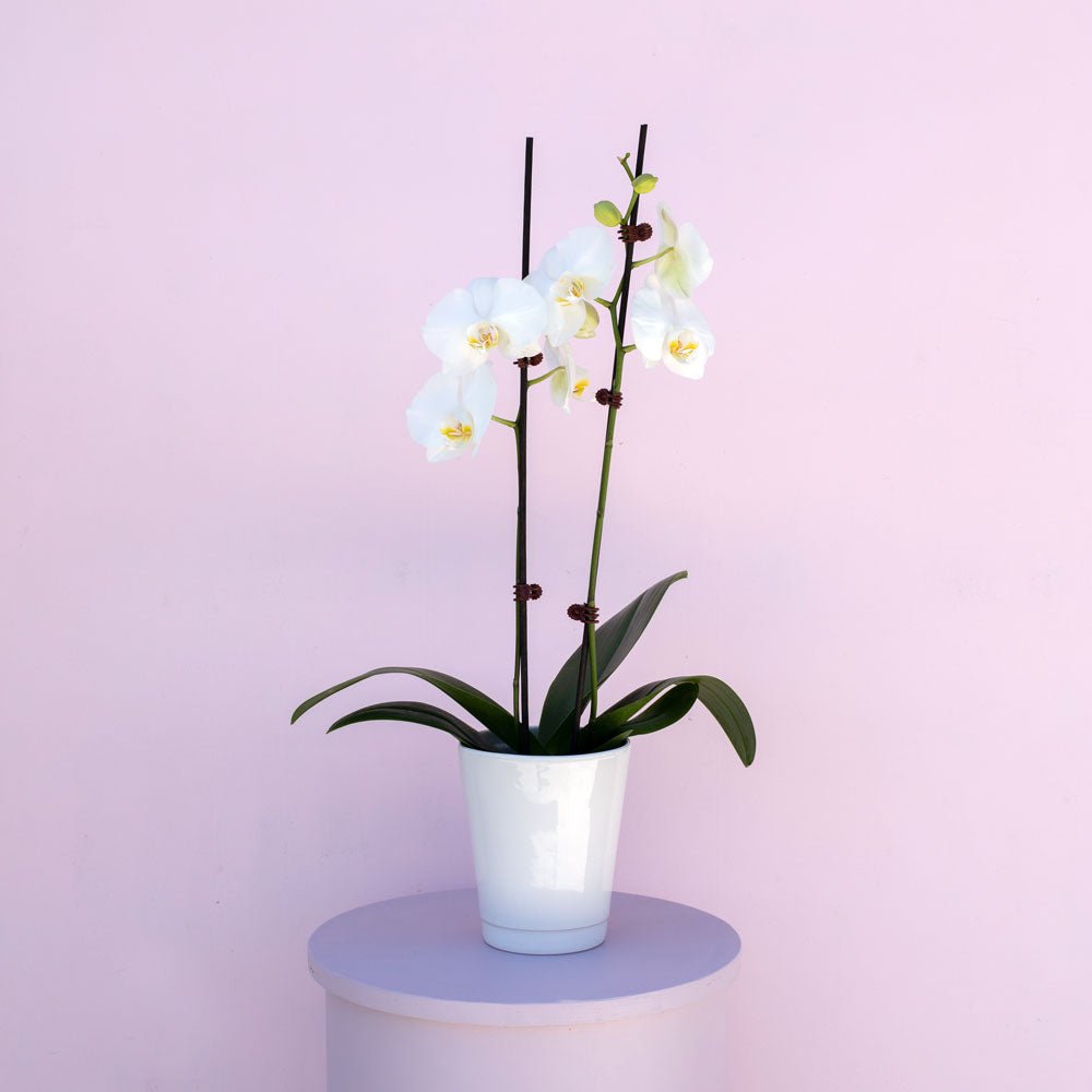 Phalaenopsis Orchid - The Green Room Flower Company