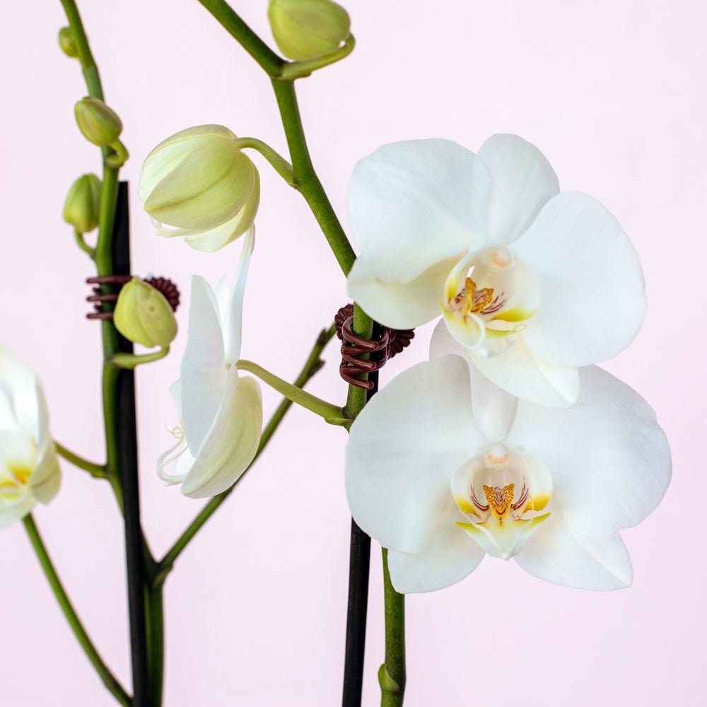 Phalaenopsis Orchid - The Green Room Flower Company