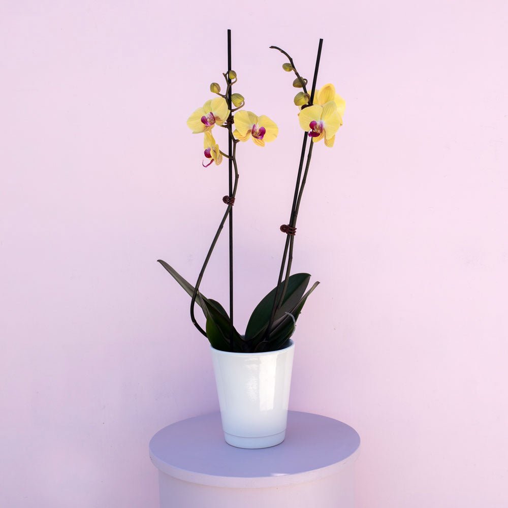 Phalaenopsis Orchid - The Green Room Flower Company