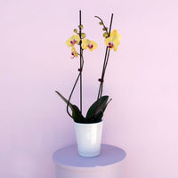 Phalaenopsis Orchid - The Green Room Flower Company