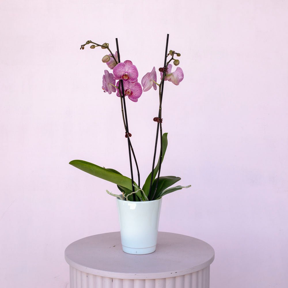 Phalaenopsis Orchid - The Green Room Flower Company
