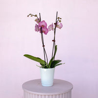 Phalaenopsis Orchid - The Green Room Flower Company