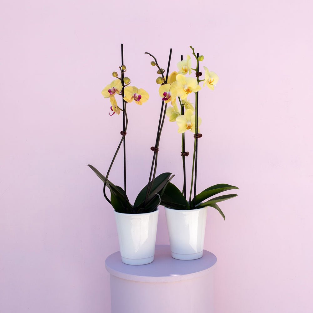 Phalaenopsis Orchid - The Green Room Flower Company