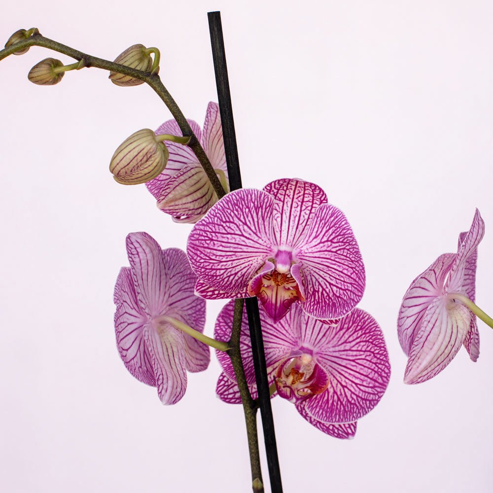 Phalaenopsis Orchid - The Green Room Flower Company