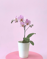 Phalaenopsis Orchid - Potted Plant - The Green Room Flower Company