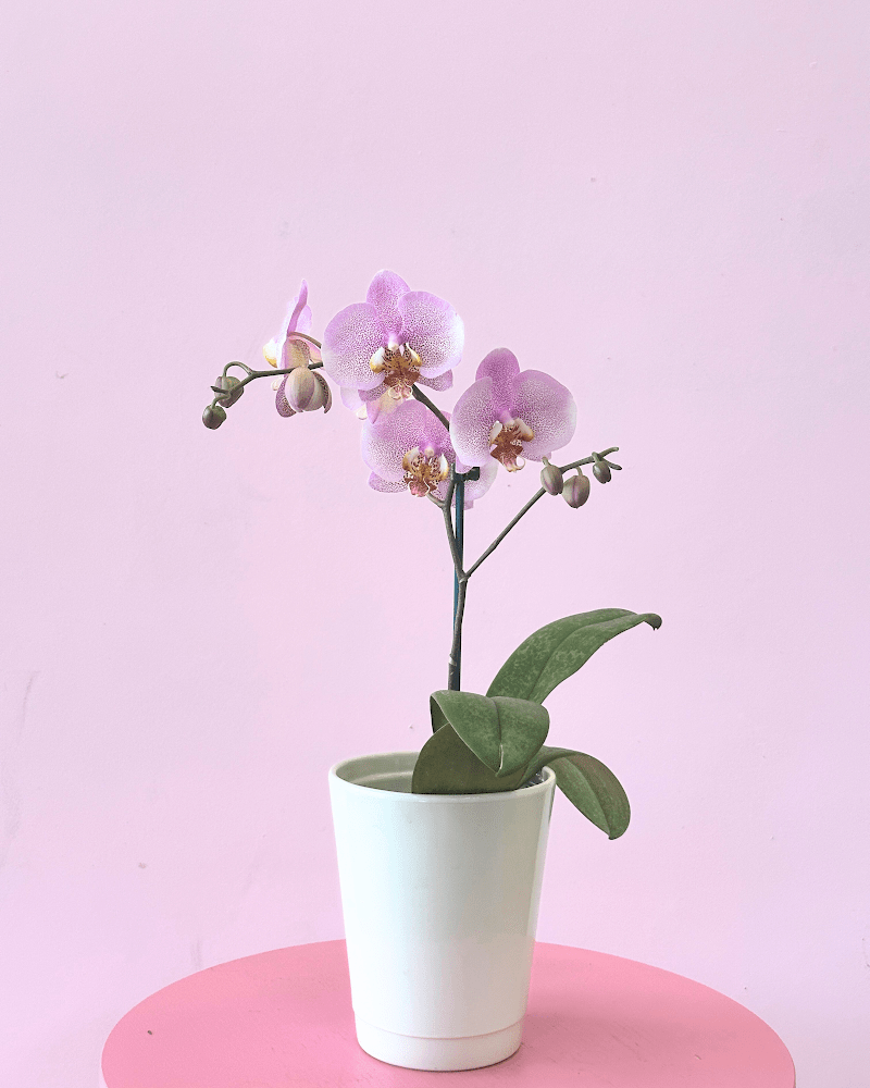 Phalaenopsis Orchid - Potted Plant - The Green Room Flower Company
