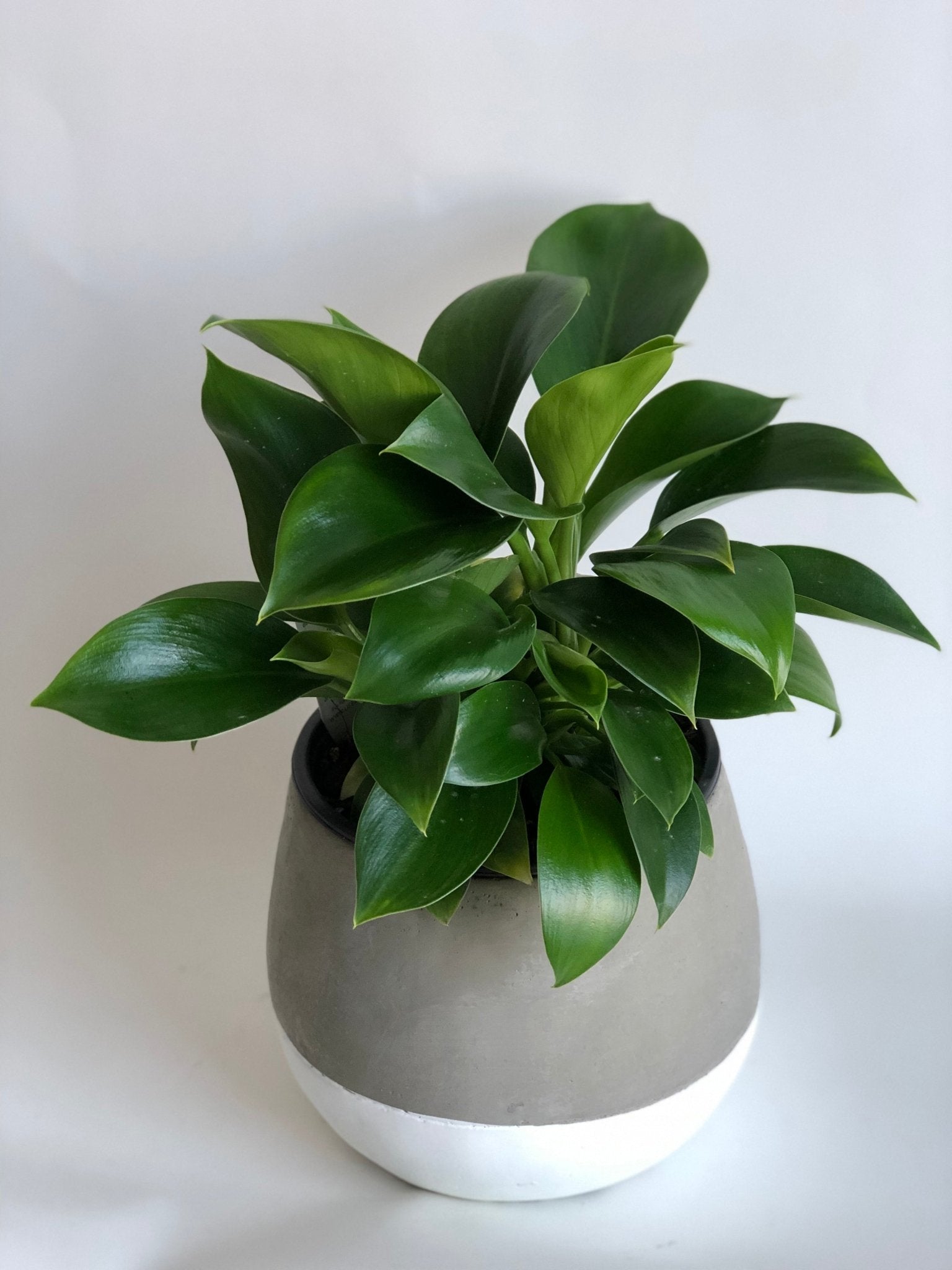 Philodendron Imperial Green - The Green Room Flower Company