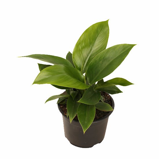 Philodendron Imperial Green - The Green Room Flower Company