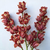 Seasonal Special: Cymbidium Orchids - The Green Room Flower Company