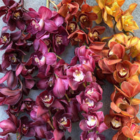 Seasonal Special: Cymbidium Orchids - The Green Room Flower Company