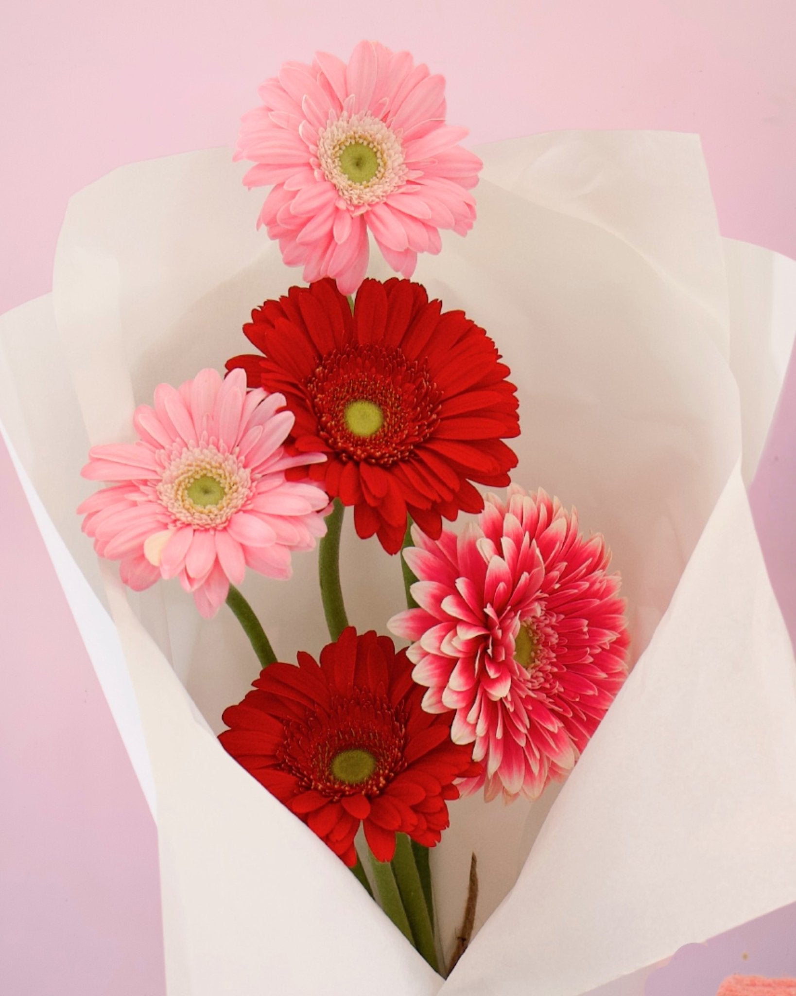 THE GERBERAS - The Green Room Flower Company